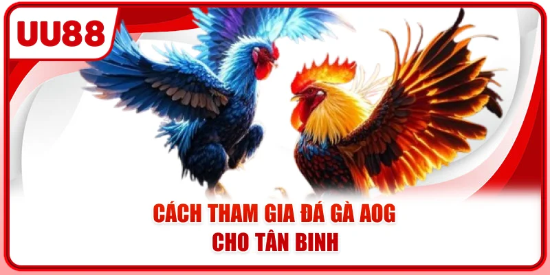 Cách tham gia đá gà AOG cho tân binh