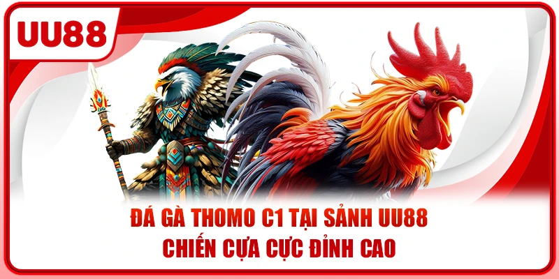Đá Gà Thomo C1 Tại Sảnh UU88 - Chiến Cựa Cực Đỉnh Cao